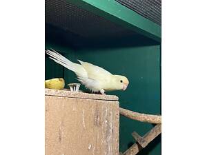 Какарік креміно самець