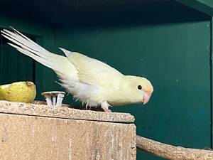 Какарік креміно самець