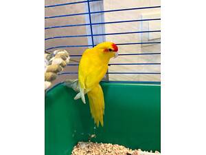 Какарік папуга