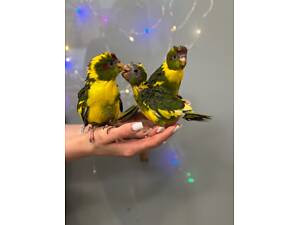 Какарік, стрибаючий папуга