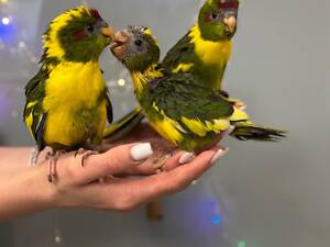 Какарік, стрибаючий папуга