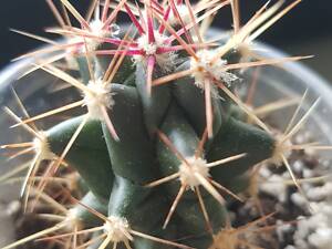 Кактусы. Суккуленты разных видов