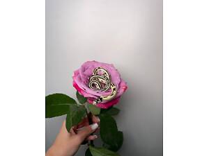 Каліфорнійська змія різні унікальні морфи, ручні улюбленці