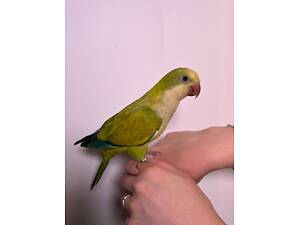 Калита монах, ручной поп для семьи, выкормыши ручные монахи зеленые, лаймовые, желтые.