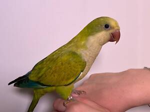 Калита монах, ручной поп для семьи, выкормыши ручные монахи зеленые, лаймовые, желтые.