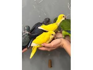 Каліта монах яскраві кольори