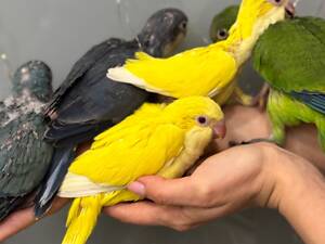 Каліта монах яскраві кольори