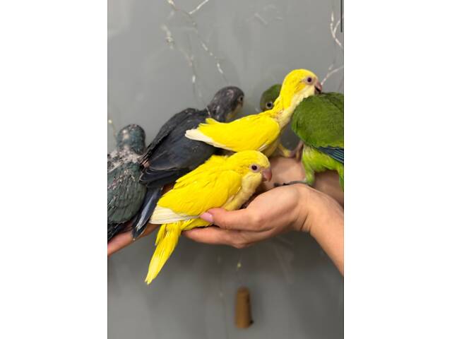 Каліта монах яскраві кольори - Фото 1