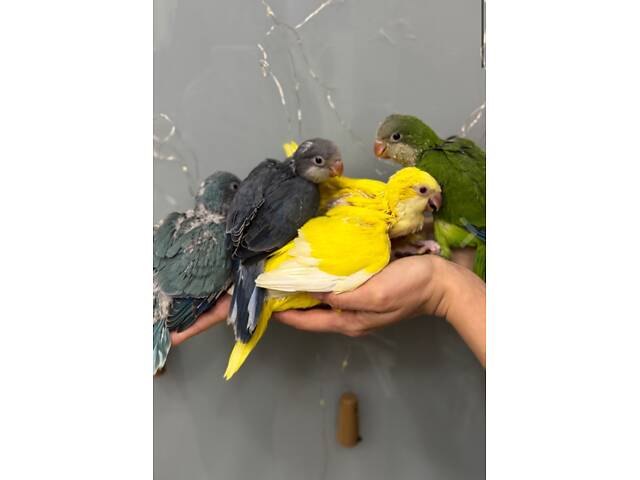 Каліта монах яскраві кольори - Фото 2