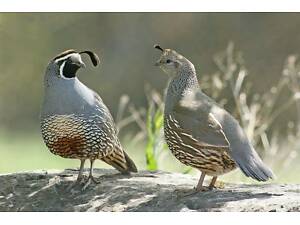 Калифорнийский перепел, перепілки каліфорнійські чубані