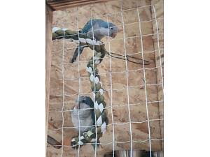 Калита папуга монах