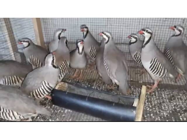 Кам'яний кеклик, звичайна куріпка, кеклики стандартні - Фото 2