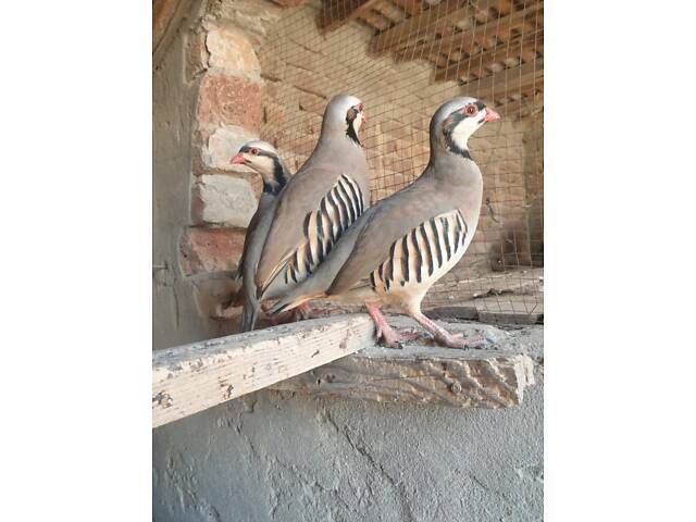 Кам'яний кеклик, звичайна куріпка, кеклики стандартні - Фото 1