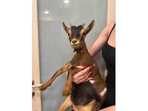 Камерунська домашня коза