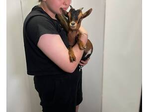 Камерунська міні мікро кізочка, декоративна порода для дому