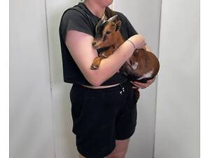 Камерунская декоративная козочка, карликовая порода, есть разные особи