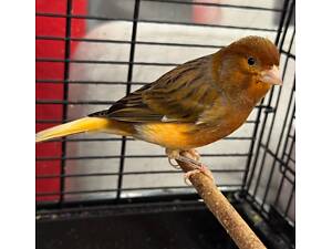 Канарейка , кенар