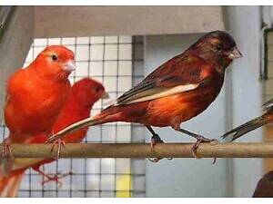 Канарейка м Біла Церква