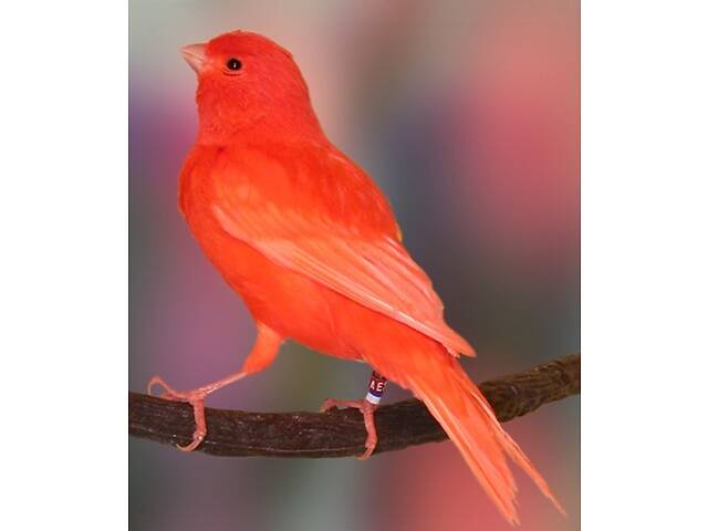 Канарейка в Білій Церкві - Фото 2