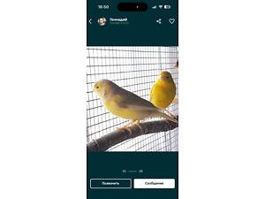 Канарейка пара