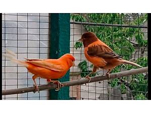 Канарійки самці