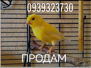 Канарки, кенарі