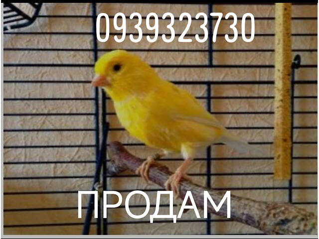 Канарки, кенарі - Фото 1