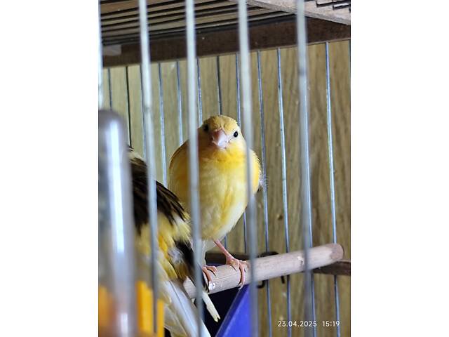 Канарки, кенарі - Фото 2