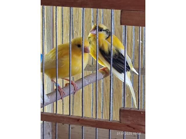 Канарки, кенарі - Фото 3