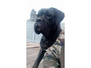 КАНЕ КОРСО ХЛОПЧИКИ.