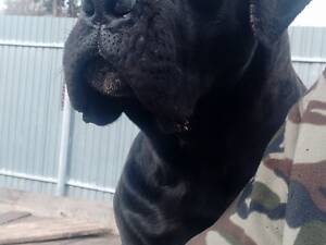 КАНЕ КОРСО ХЛОПЧИКИ.