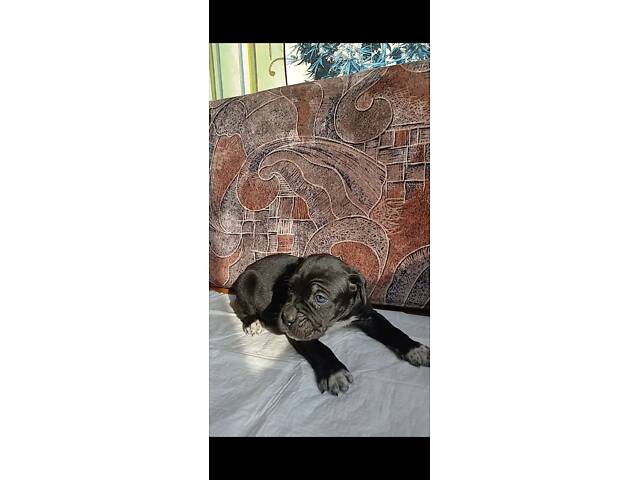 Кане-Корсо цуценята - Фото 14