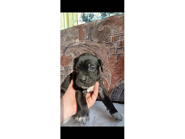 Кане-Корсо цуценята - Фото 13