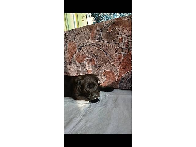 Кане-Корсо цуценята - Фото 11