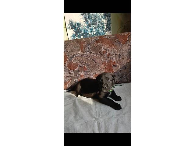 Кане-Корсо цуценята - Фото 7