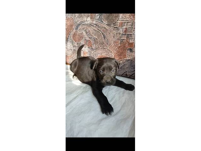 Кане-Корсо цуценята - Фото 10