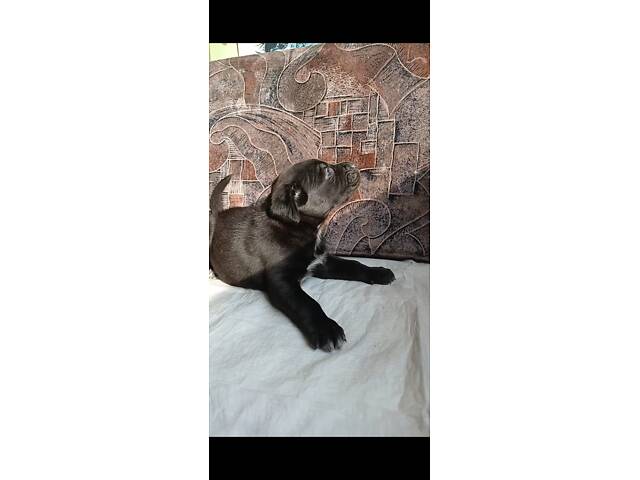 Кане-Корсо цуценята - Фото 9