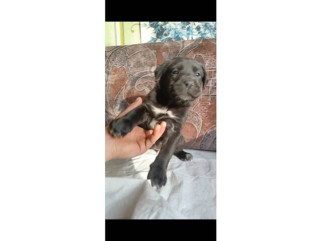 Кане-Корсо цуценята - Фото 8