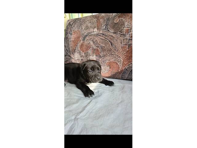 Кане-Корсо цуценята - Фото 4