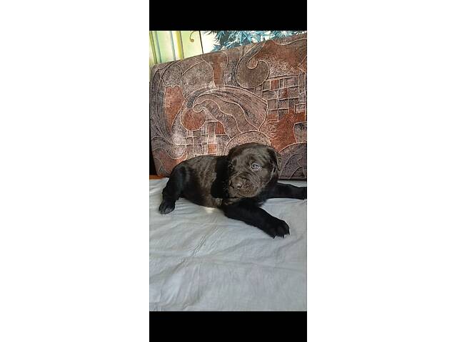 Кане-Корсо цуценята - Фото 21