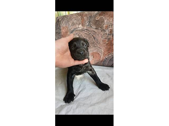 Кане-Корсо цуценята - Фото 18