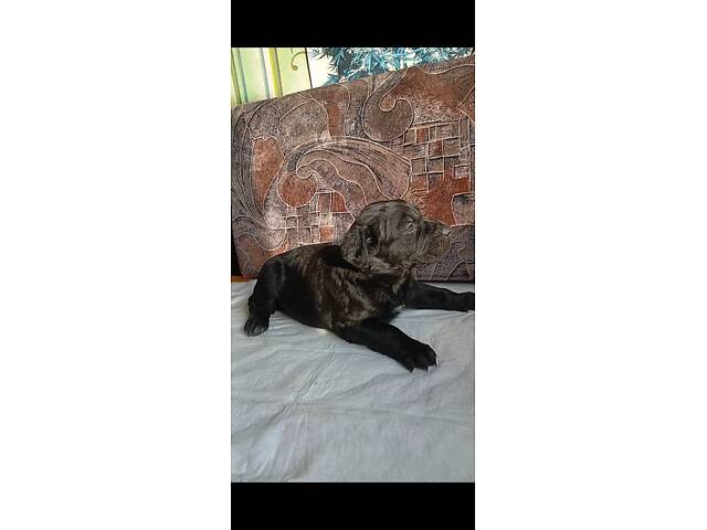 Кане-Корсо цуценята - Фото 17