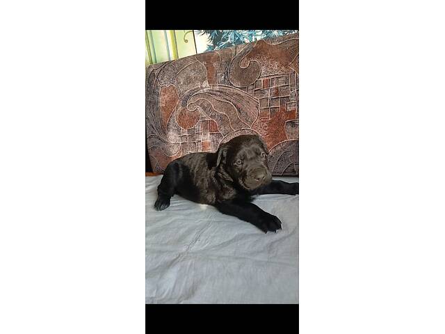 Кане-Корсо цуценята - Фото 16