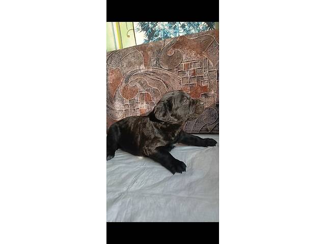 Кане-Корсо цуценята - Фото 15