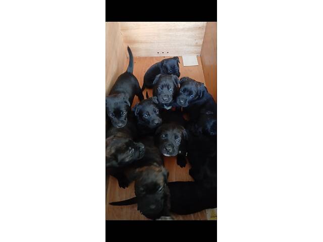 Кане-Корсо цуценята - Фото 3