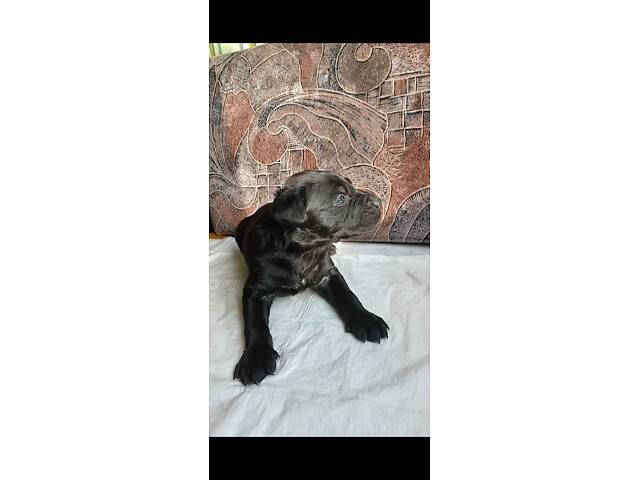 Кане-Корсо цуценята - Фото 12