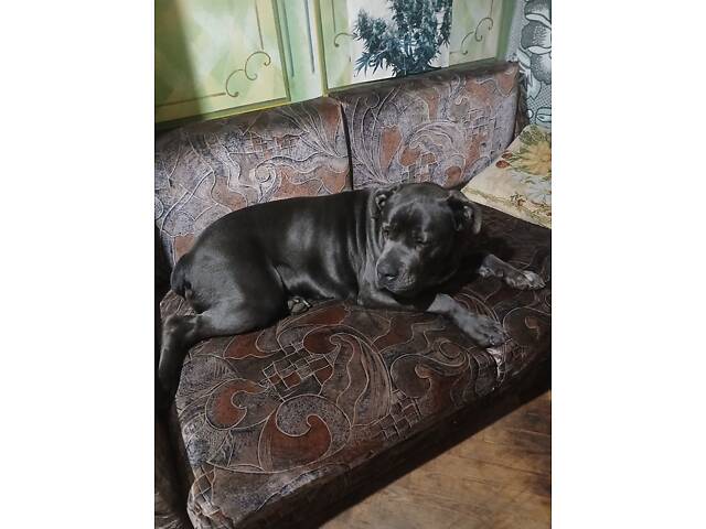 Кане-Корсо цуценята - Фото 2