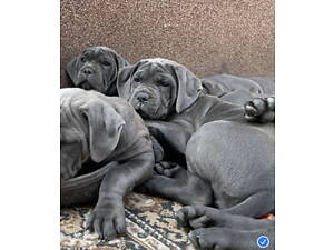 Кане корсо-собака мрія