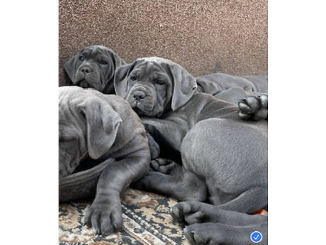 Кане корсо-собака мрія - Фото 1