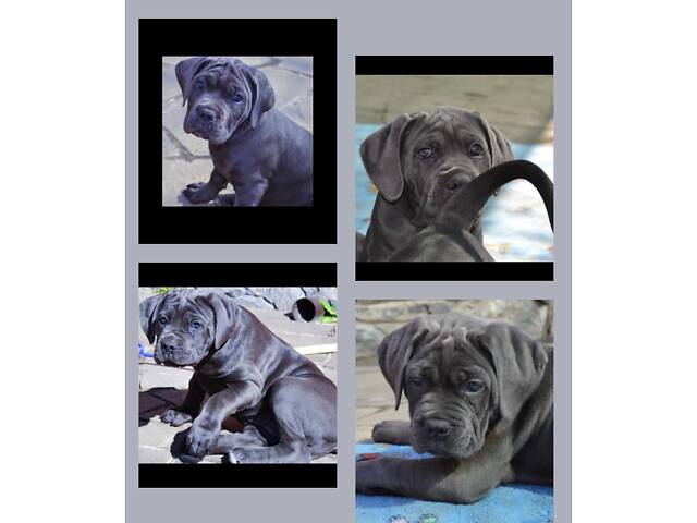 Кане корсо-собака мрія - Фото 2